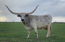 Miss Houston’s Rodeo Girl