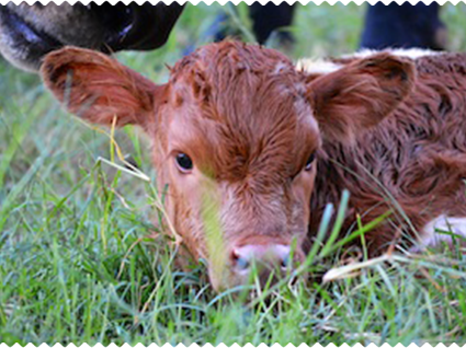 Native Cattle Co. calf